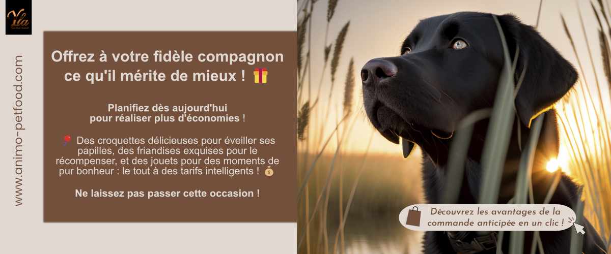 offres-economiques-chien-croquettes-friandises-jouets